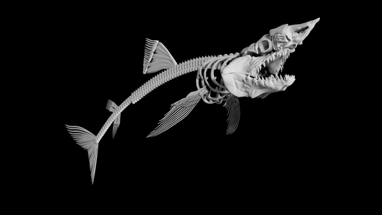 Shark skeleton 3d model Low Poly - Team 3d Yard