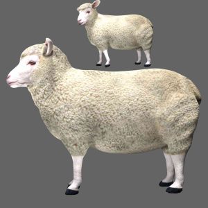 Sheep 3d model