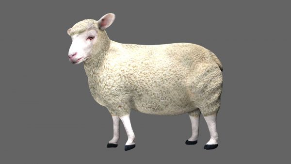 Sheep 3d model