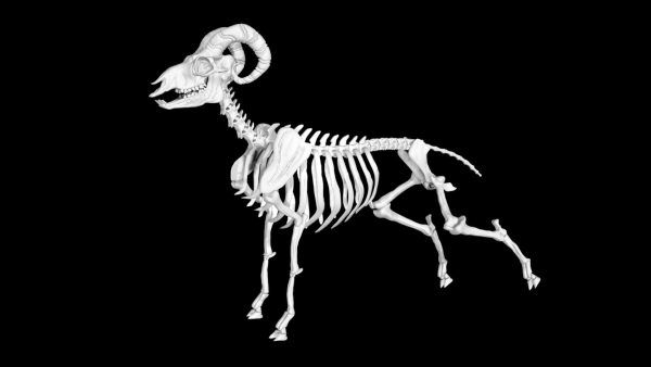 Sheep skeleton 3d model