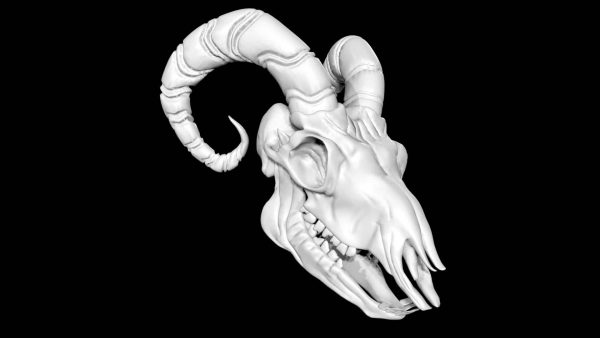 Sheep skull 3d model