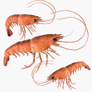 Shrimp 3d model