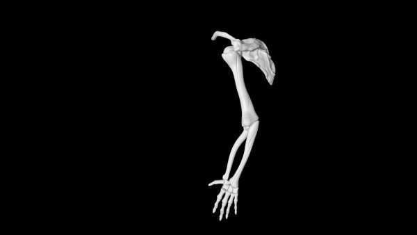 Skeletal arm 3d model