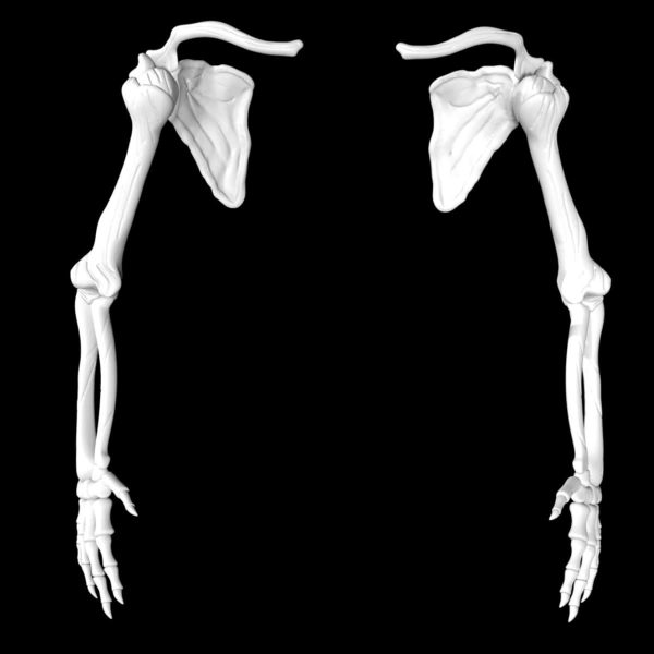 Skeletal arm 3d model