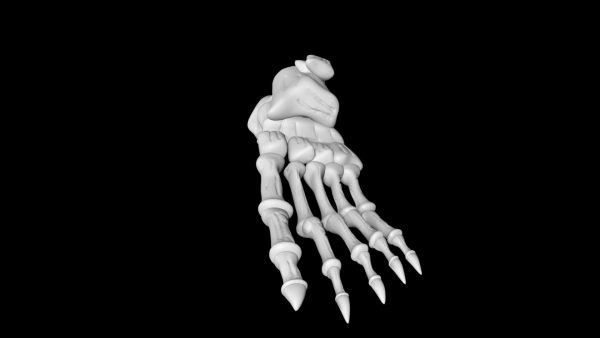 Skeletal foot 3d model