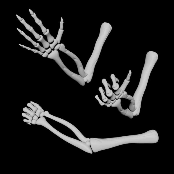 Skeletal hand 3d model