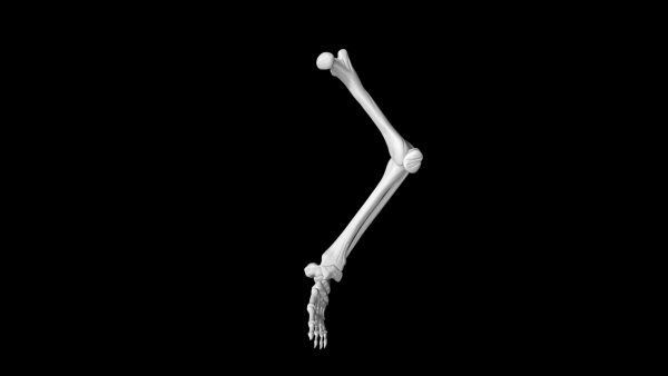 Skeletal leg 3d model