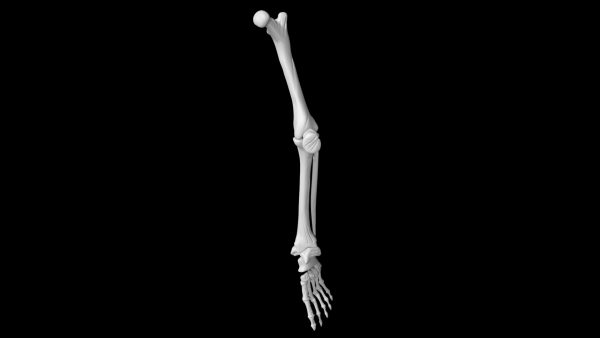 Skeletal leg 3d model