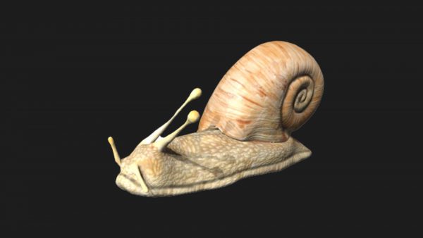 Snail 3d model