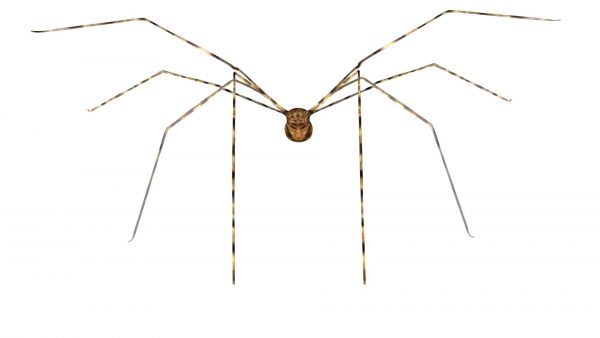 Spider 3d model