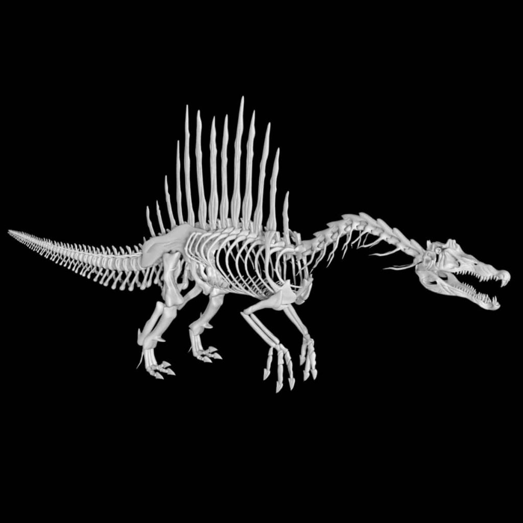 Spinosaurus skeleton 3d model Low Poly AR 3D Model Team 3d Yard