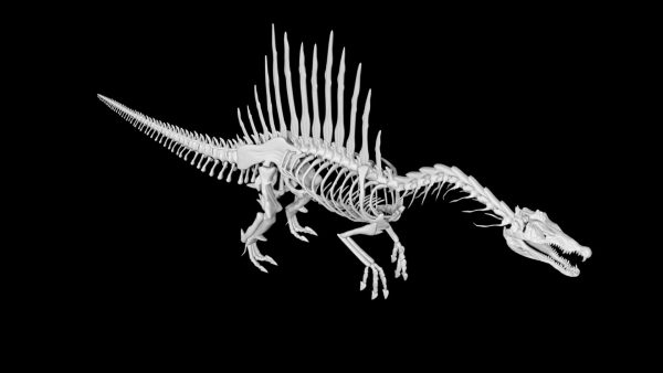 Spinosaurus skeleton 3d model