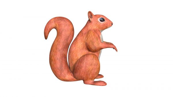Squirrel 3d model