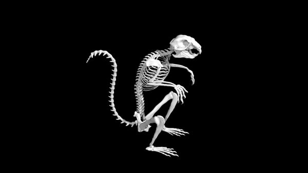 Squirrel skeleton 3d model