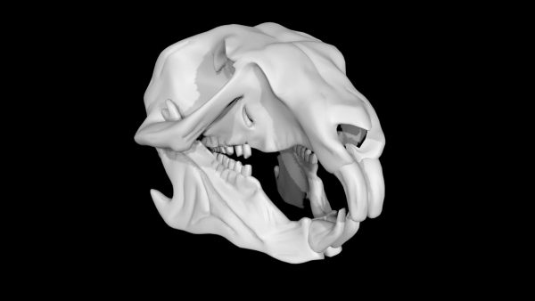 Squirrel skull 3d model