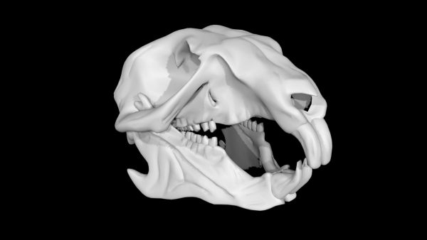 Squirrel skull 3d model