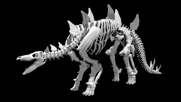 Stegosaurus skeleton 3d model