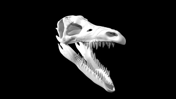 Stegosaurus skull 3d model
