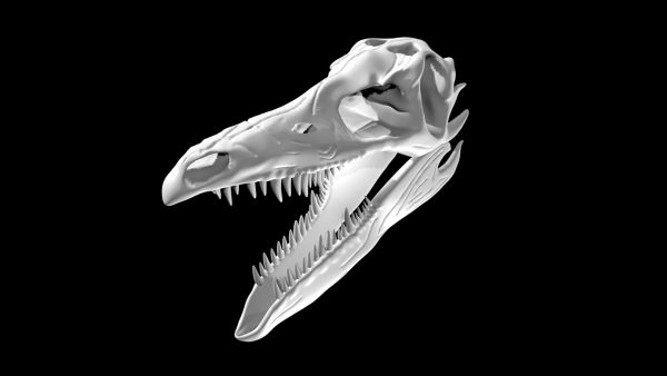 Stegosaurus skull 3d model