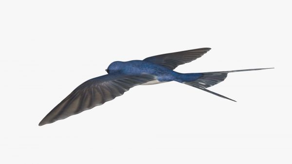 Swallow bird 3d model