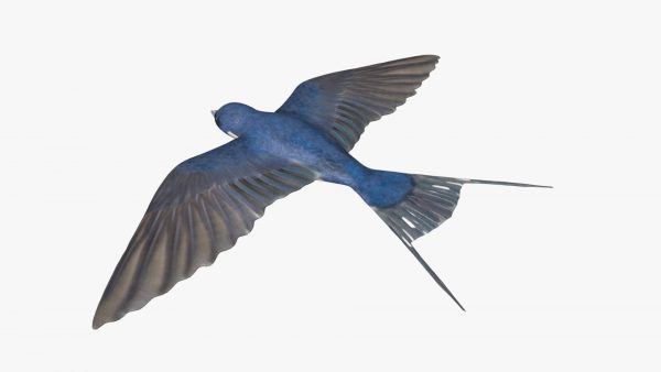 Swallow bird 3d model