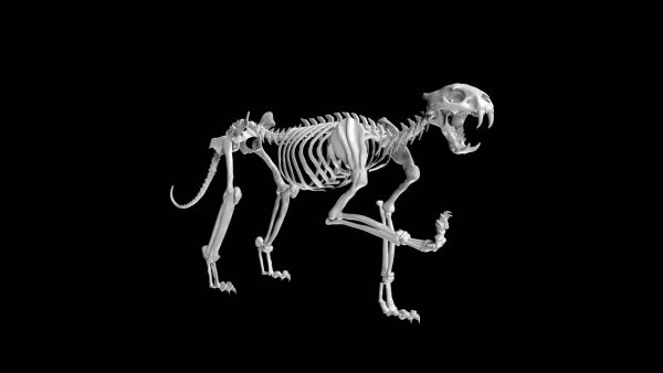 Tiger skeleton 3d model