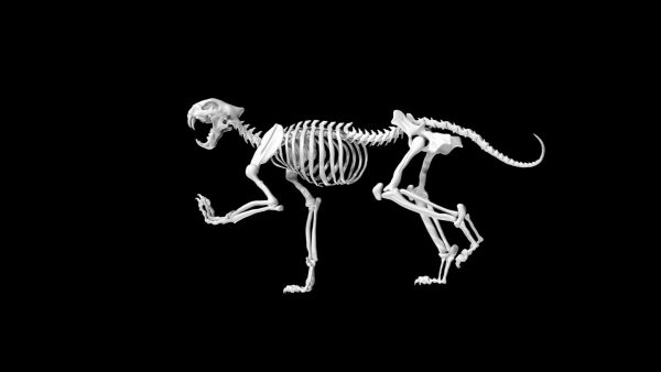 Tiger skeleton 3d model