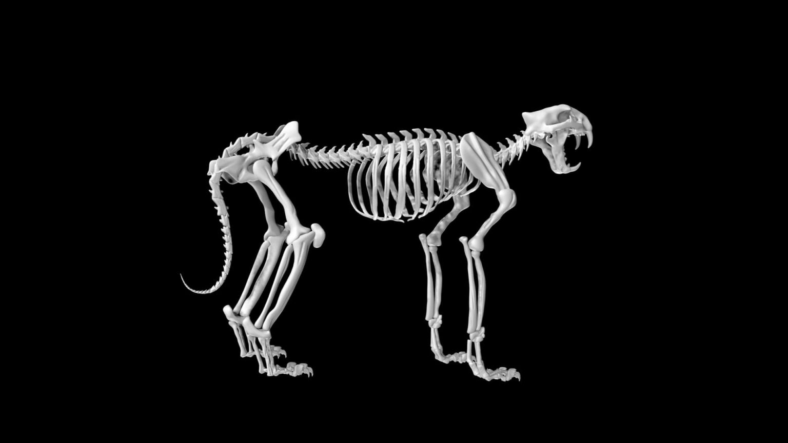 Tiger Skeleton 3d model Rigged and Low Poly - Team 3d Yard