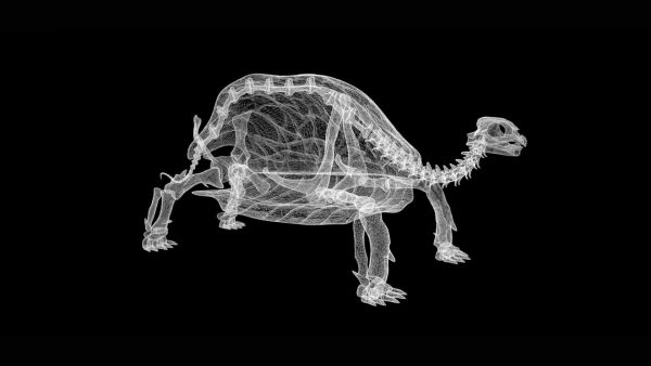 Tortoise skeleton 3d model