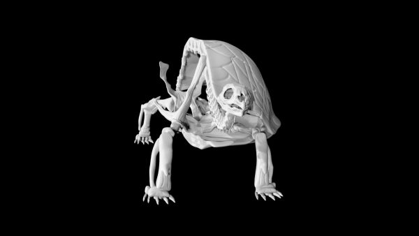 Tortoise skeleton 3d model