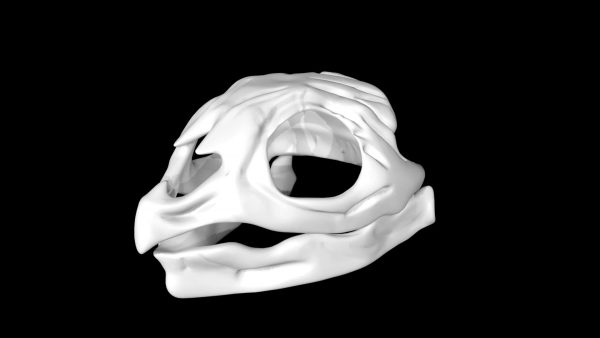 Tortoise skull 3d model