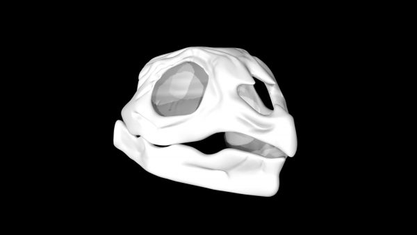 Tortoise skull 3d model
