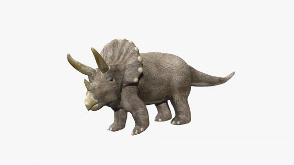 Triceratops dinosaur 3d model