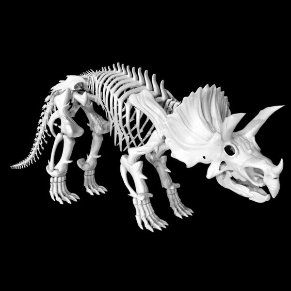 Triceratops skeleton 3d model