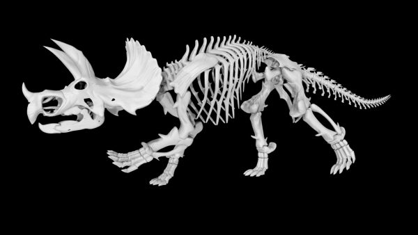 Triceratops skeleton 3d model