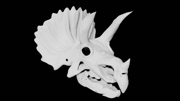 Triceratops skull 3d model