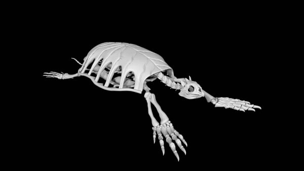 Turtle skeleton 3d model