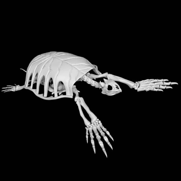 Turtle skeleton 3d model