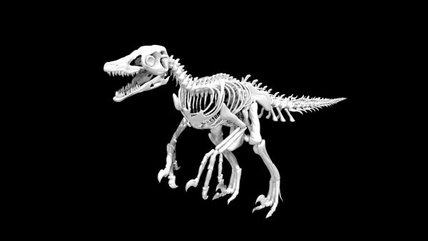 Velociraptor skeleton 3d model