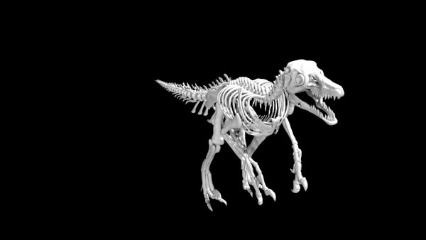 Velociraptor skeleton 3d model