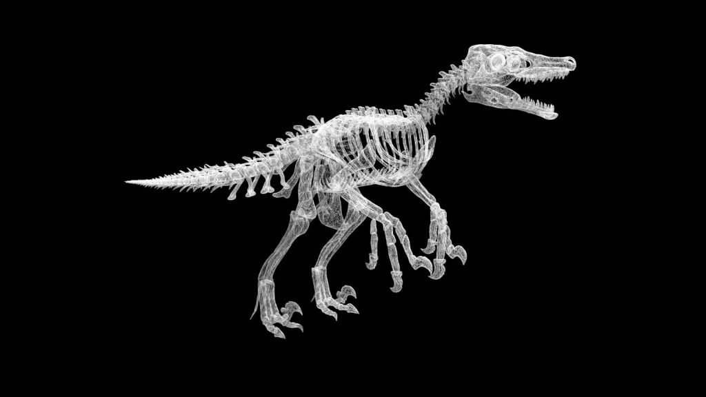 Velociraptor skeleton 3d model Low Poly AR 3D Model - Team 3d Yard