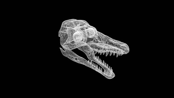Velociraptor skull 3d model