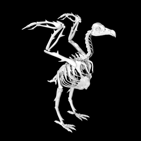 Vulture skeleton 3d model