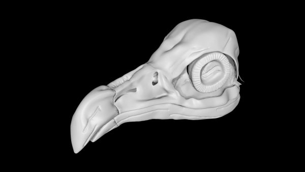 Vulture skull 3d model