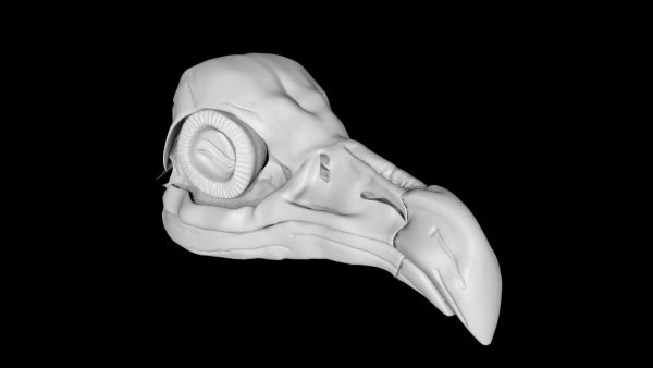 Vulture skull 3d model