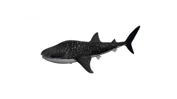Whale fish 3d model