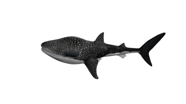 Whale fish 3d model
