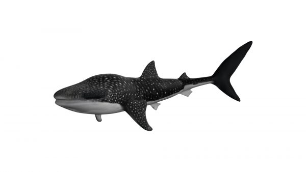 Whale shark 3d model