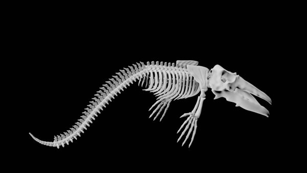 Whale skeleton 3d model