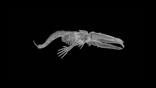 Whale skeleton 3d model